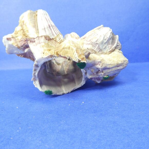 Barnacle Cluster 5" Long 178g Natural Specimen - Picture 9 of 11